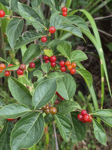 Amur honeysuckle