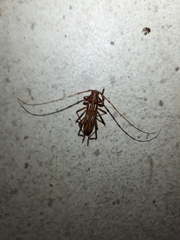 Eburodacrys havanensis