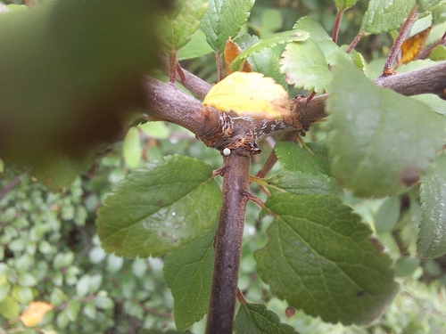 Brown Hairstreak