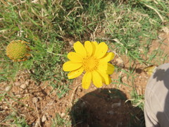 Glebionis coronaria