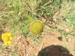 Glebionis coronaria
