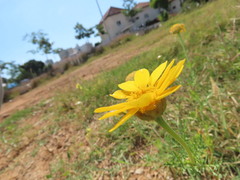 Glebionis coronaria