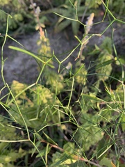 Asparagus divaricatus