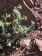 Astragalus parryi