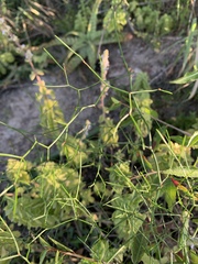 Asparagus divaricatus