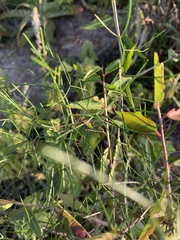 Asparagus divaricatus