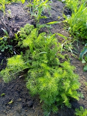 Tripleurospermum inodorum