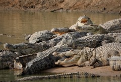 Crocodylus suchus
