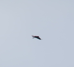 Corvus macrorhynchos