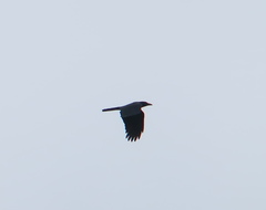 Corvus macrorhynchos