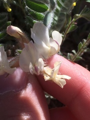 Astragalus parryi