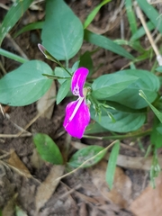 Dicliptera cernua