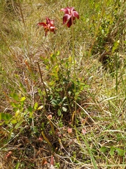 Sarracenia rubra