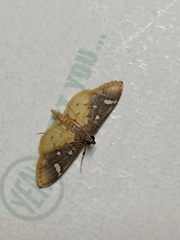 Cotachena