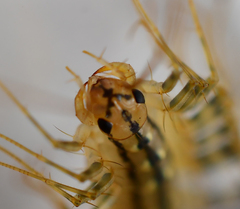 Scutigera coleoptrata