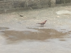 Streptopelia senegalensis