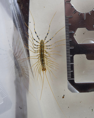 Scutigera coleoptrata