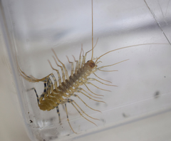 Scutigera coleoptrata
