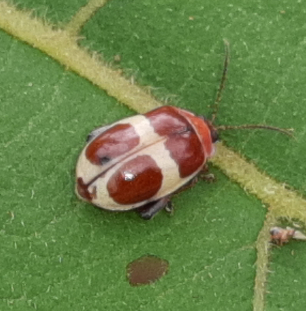 Alagoasa godmani