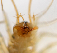 Scutigera coleoptrata