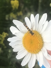 Sphaerophoria scripta