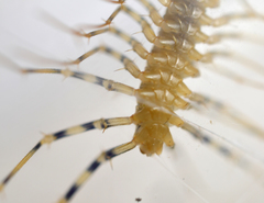 Scutigera coleoptrata
