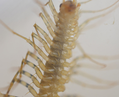 Scutigera coleoptrata