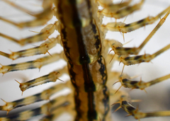 Scutigera coleoptrata