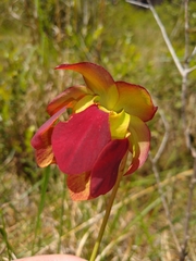 Sarracenia rubra