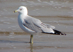Larus delawarensis