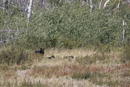 Black Bear sighting near Waterton Lakes, AB