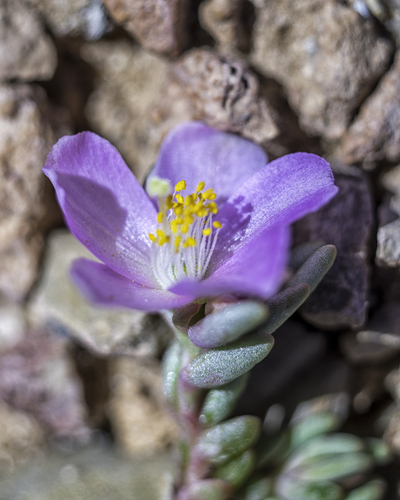 pygmy fameflower (Phemeranthus brevifolius)