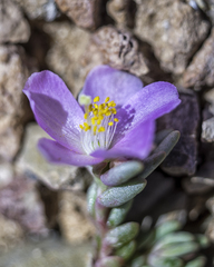 Phemeranthus brevifolius