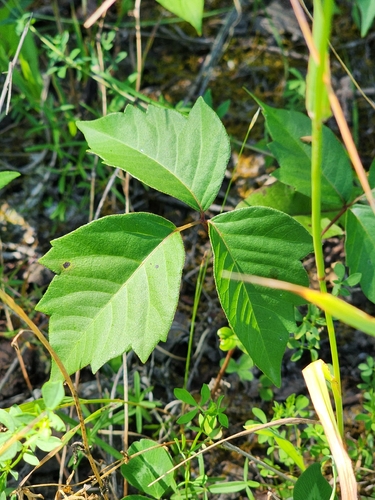western poison ivy