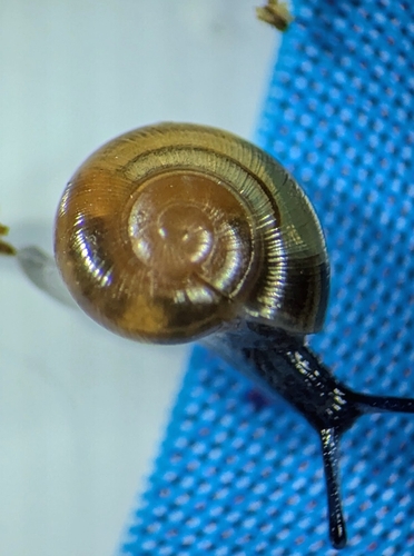 Rayed Glass snail, Nant Sec, 74740 Sixt-Fer-à-Cheval, France, photo 9 of 10