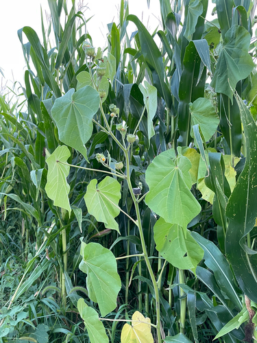 velvetleaf