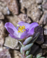 Phemeranthus brevifolius