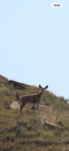 Mule Deer