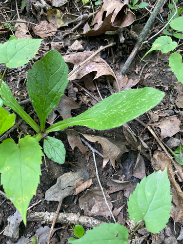Erigeron pulchellus, photograph 5