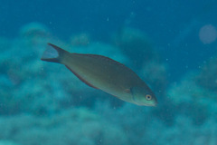 Pseudocoris heteropterus