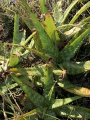 Aloe parvibracteata
