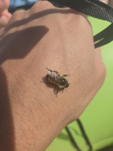 Tricolored Bumble Bee