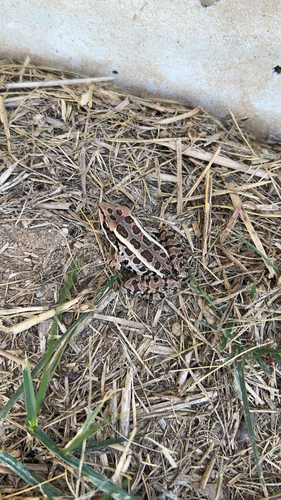 Pickerel Frog
