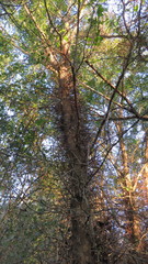 Gleditsia amorphoides
