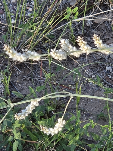 Arizona snakecotton