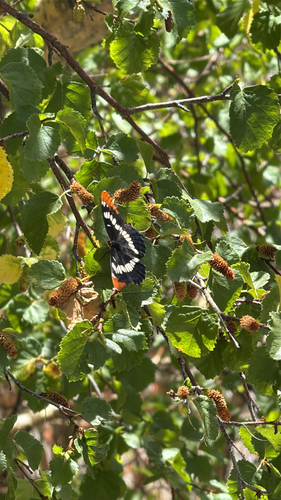iNaturalist observation photo of Lorquin's Admiral