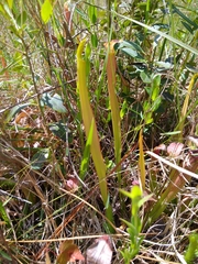 Sarracenia rubra