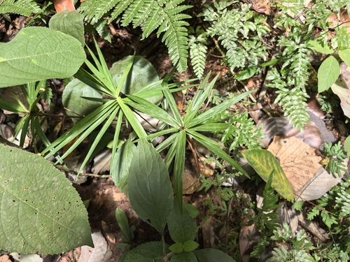 Carex phyllocephala