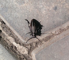 Dorcadion holosericeum