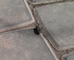 Dorcadion holosericeum